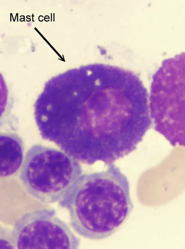 <p>Mast cell</p>