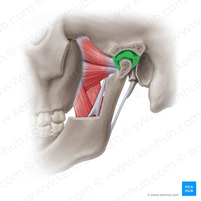 <p>what ligament is this </p>