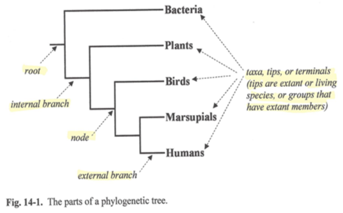 phylogenic tree