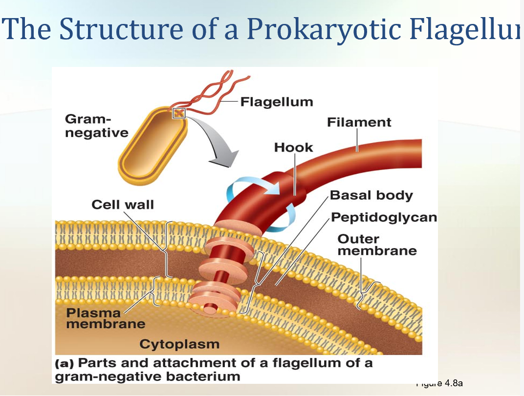 <ul><li><p>Filament made up of chains of flagellin</p></li><li><p>Attached to a protein hook</p></li><li><p>Anchored to the wall and membrane by the basal body</p></li><li><p><strong>Flagella = tails that help bacteria move</strong></p><ul><li><p>Some bacteria have long, whip-like tails called <strong>flagella</strong> (singular = flagellum).</p></li><li><p>Bacteria that don’t have them are called <strong>atrichous</strong> (no projections).\</p></li><li><p><strong>Parts of a flagellum</strong></p><ol><li><p><strong>Filament</strong> → the long tail, made of protein (flagellin).</p><ul><li><p>Twisted like a spiral spring (helix).</p></li><li><p>Hollow inside.</p></li></ul></li><li><p><strong>Hook</strong> → connects the filament to the base, like a joint.</p></li><li><p><strong>Basal body</strong> → anchors the flagellum into the cell wall &amp; membrane, and makes it spin.</p></li></ol></li><li><p><strong>Basal body differences</strong></p><ul><li><p><strong>Gram-negative bacteria</strong> → 2 pairs of rings:</p><ul><li><p>Outer pair = attached to the cell wall.</p></li><li><p>Inner pair = attached to the plasma membrane.</p></li></ul></li><li><p><strong>Gram-positive bacteria</strong> → only 1 pair of rings (no outer membrane).</p></li></ul><p></p><div data-type="horizontalRule"><hr></div><p></p><p><span data-name="point_right" data-type="emoji">👉</span> Super simple:</p><p></p><ul><li><p>Flagella = <strong>propellers(a rounded blade that rotates in a circle, helping to move a vehicle by pushing against water or air</strong>.)&nbsp;that spin and move bacteria.</p></li><li><p>Arrangements = where/how many propellers are attached.</p></li><li><p>3 parts = <strong>filament (tail), hook (joint), basal body (motor).</strong></p></li></ul></li></ul></li></ul><p><strong>How bacteria move with flagella</strong></p><ul><li><p>Flagella spin like a <strong>propeller</strong> (clockwise or counterclockwise).</p></li><li><p>This spinning pushes the bacterium forward, like a tiny motor.</p></li><li><p>Needs <strong>energy</strong> to keep spinning.</p></li></ul><p></p><div data-type="horizontalRule"><hr></div><p><span data-name="person_running" data-type="emoji">🏃</span> <strong>Types of movement</strong></p><ul><li><p><strong>Run (swim)</strong> → straight movement in one direction.</p></li><li><p><strong>Tumble</strong> → sudden spin reversal → bacteria change direction randomly.</p></li><li><p>Movement is <strong>Run → Tumble → Run → Tumble</strong> (like stop and go).</p></li></ul><p></p><p><span data-name="point_right" data-type="emoji">👉</span> Some bacteria (like <em>Proteus</em>) have lots of flagella and can <strong>swarm</strong> → fast, wave-like spreading on surfaces.</p><p></p><div data-type="horizontalRule"><hr></div><p><span data-name="bullseye" data-type="emoji">🎯</span> <strong>Taxis = movement toward/away from something</strong></p><ul><li><p>Bacteria can sense signals and change movement.</p></li><li><p><strong>Chemotaxis</strong> → move toward/away from chemicals (like oxygen, sugars).</p></li><li><p><strong>Phototaxis</strong> → move toward/away from light.</p></li></ul><p></p><p>How it works:</p><p></p><ul><li><p>Bacteria have <strong>receptors</strong> on their surface → detect things in the environment.</p></li><li><p>If it’s something <strong>good</strong> (attractant, like food) → more <strong>runs</strong>, fewer tumbles.</p></li><li><p>If it’s something <strong>bad</strong> (repellent, like poison) → more <strong>tumbles</strong>, fewer runs → they escape.</p></li></ul><p></p><div data-type="horizontalRule"><hr></div><p><span data-name="jigsaw" data-type="emoji">🧩</span> <strong>Extra facts</strong></p><ul><li><p>The protein in flagella is called <strong>H antigen</strong>.</p><ul><li><p>Used to tell apart different strains (serovars).</p></li><li><p>Example: <em>E. coli</em> O157:H7 (dangerous strain in food poisoning).</p></li></ul></li></ul><p></p><p></p><ul><li><p><span style="background-color: transparent;"><em>Side note</em>: When staining flagella, you stain the filament.<br><br></span></p></li></ul><p></p>