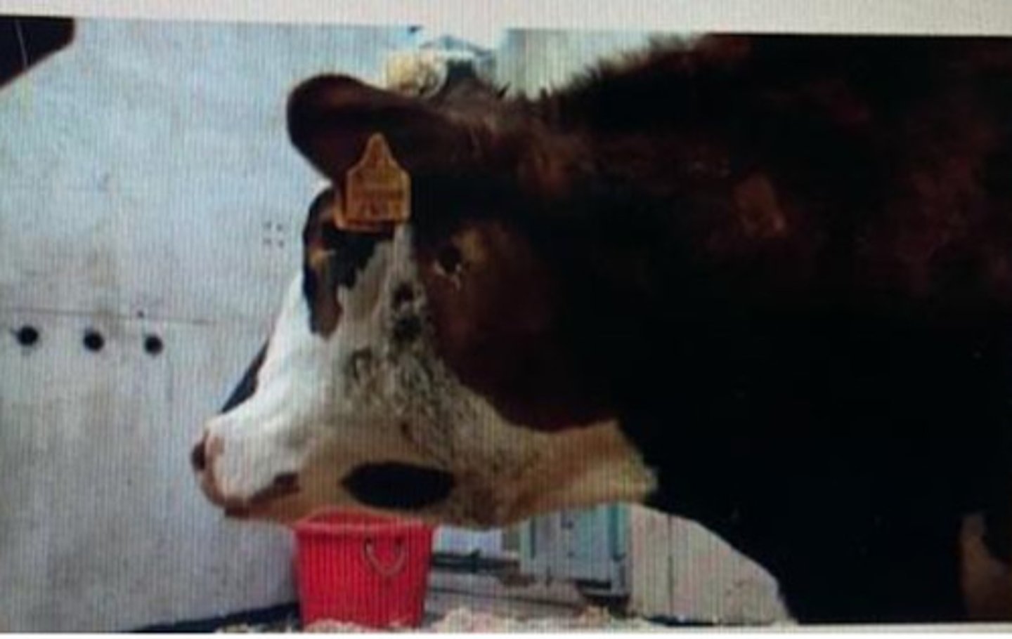 <p>The illustrated bullock presented with discharging sinuses of the lymph nodes of the head. Which bacterial infection fits this clinical presentation the best?</p>