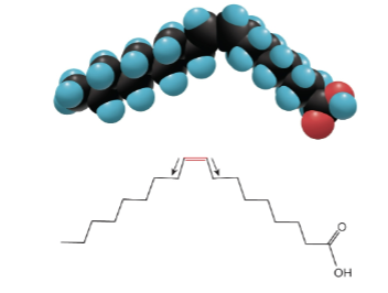 <p>Cis-fatty acids</p>