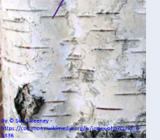 <p>act like stomata by moving air through the stems of woody plants and some roots </p>