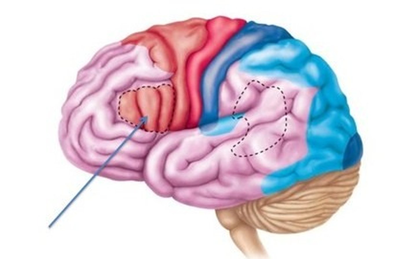 <p>Name this area of the brain</p>