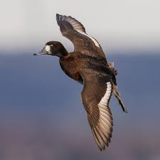 <p>Aythya marila</p>