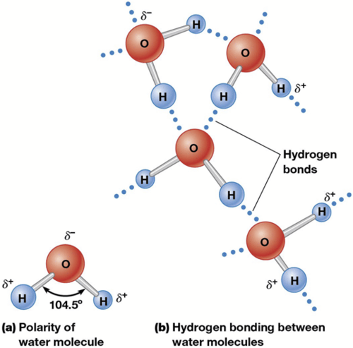 <p>De hoek van 104,5° bepaalt sterk het leven zoals we het nu kennen!</p><p>->Daarom is het een polair molecule</p><p>->Maakt waterstofbruggen (voorgesteld door blauwe puntjes) omdat er een positief en negatief deel is</p><p>->H-brug is geen covalente binding!</p>