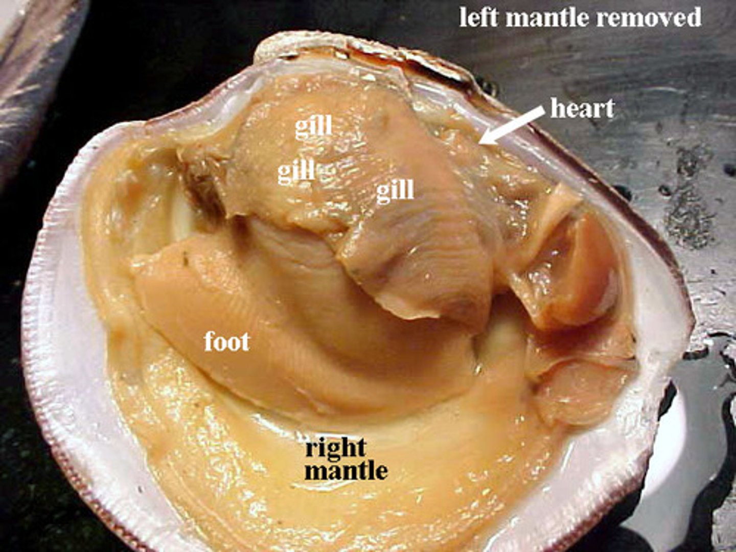 <p>• Heart pumps hemolymph through vessels into hemocoel (Open circulation)</p>