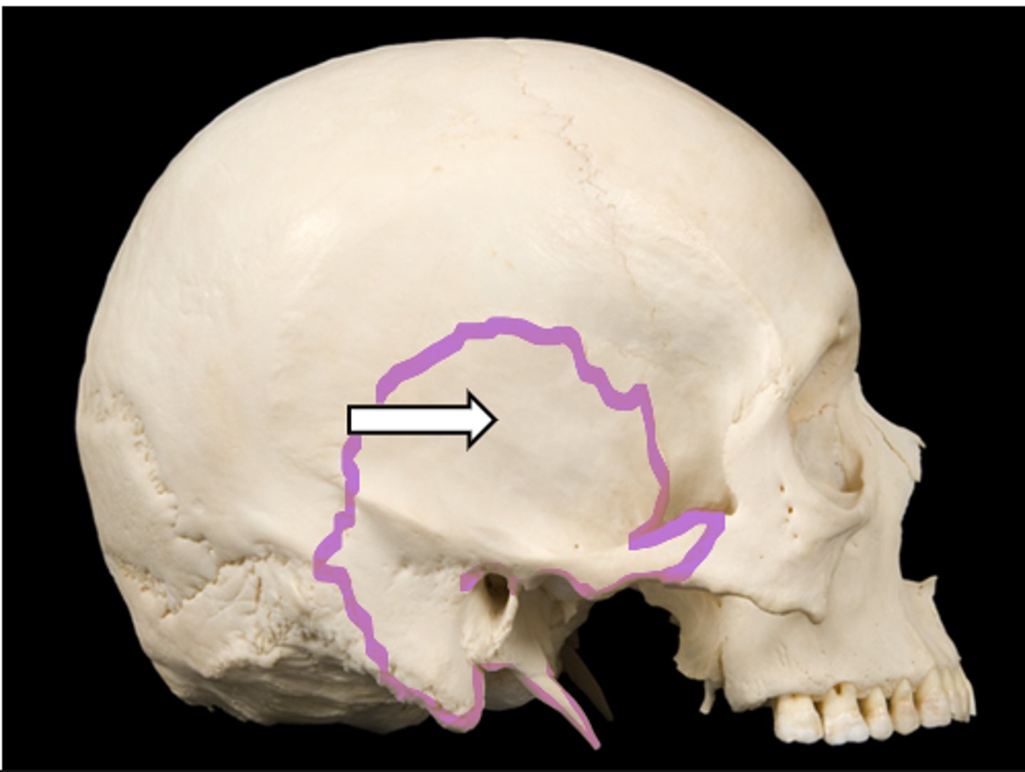 <p>name the bone</p>