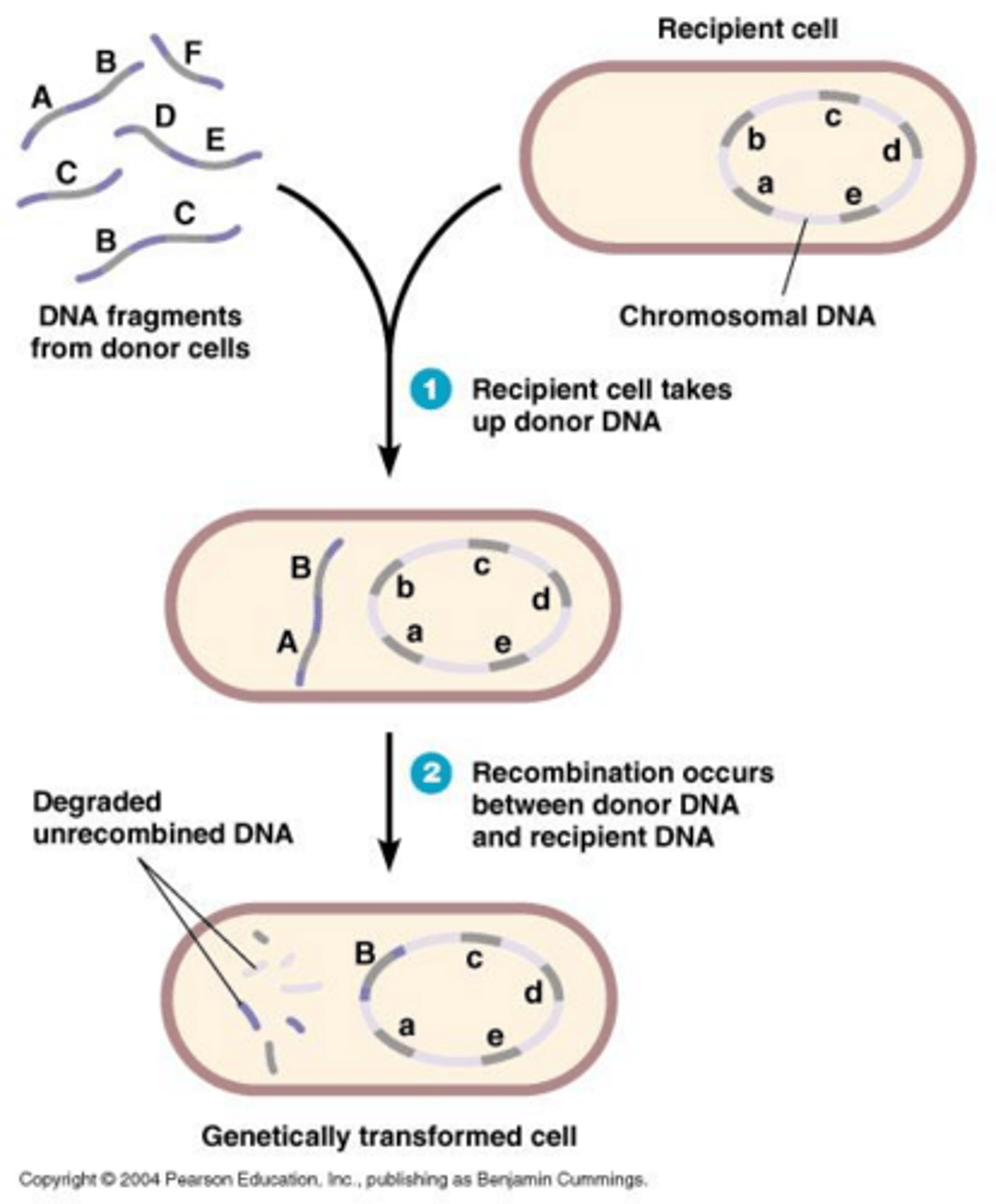 <p>The transfer of DNA fragments from the environment into a bacterial cell.</p>