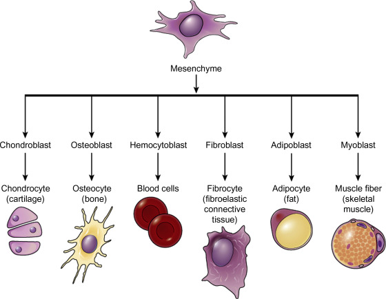 <p>From <strong>mesenchyme</strong></p>