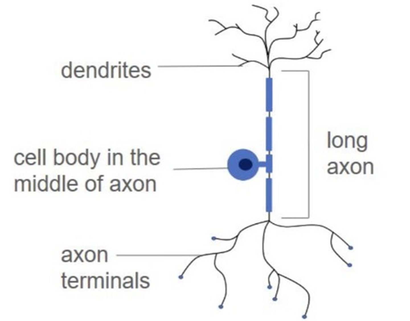 <p>sensory neurons have an end to receive sensory stimuli and produce the nerve impulse and the other end delivers impulses to synapse in the CNS. cell body located in the middle</p>