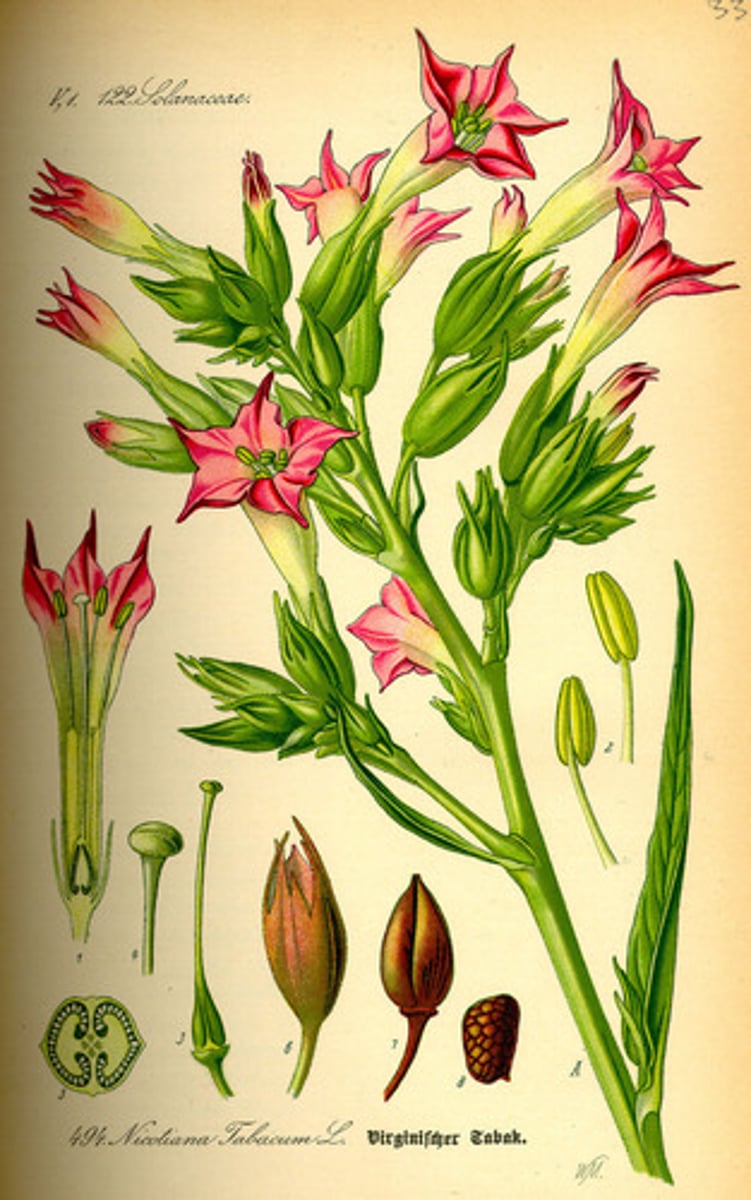 term image