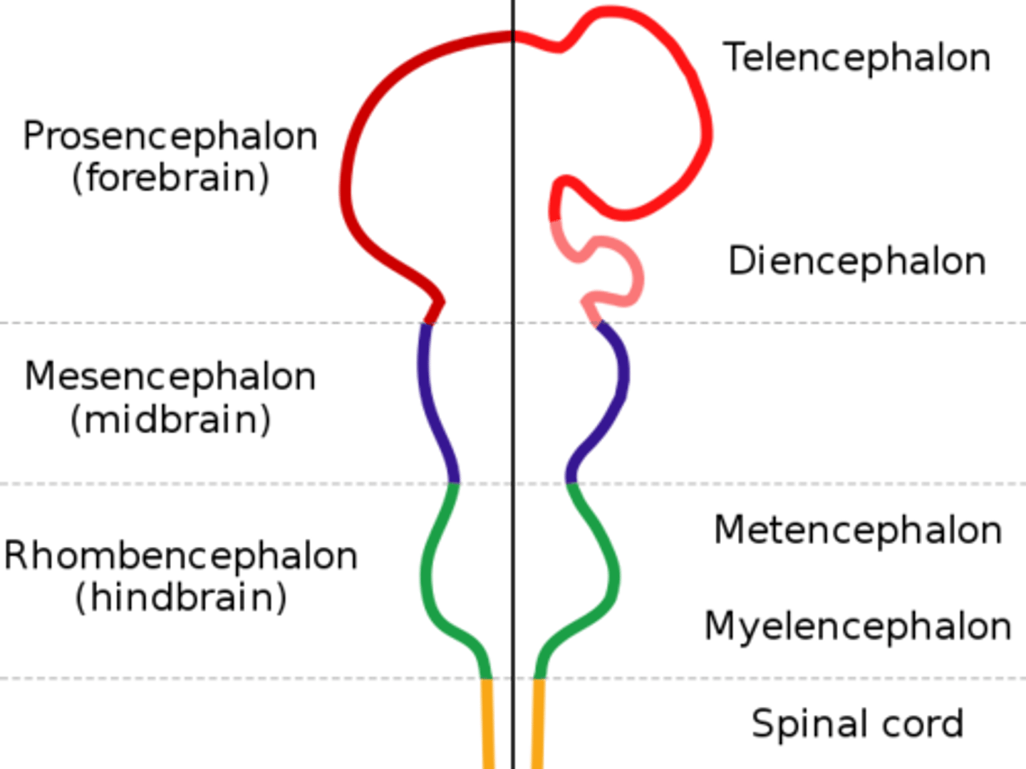 <p>Subdivisions of the embryonic brain mnemonic.</p>