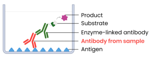 <p>Example method (indirect ELISA):</p><ol><li><p>Attach specific anitgens to well</p></li><li><p>add sample with potential antibodies, wash well</p></li><li><p>add complementary monoclonal antibodies with enzymes attached → bind to antibodies if present </p></li><li><p>wash well → remove unbound antibodies </p></li><li><p>add substrate → enzymes create products that cause a colour change (positive result)</p></li></ol><p></p>