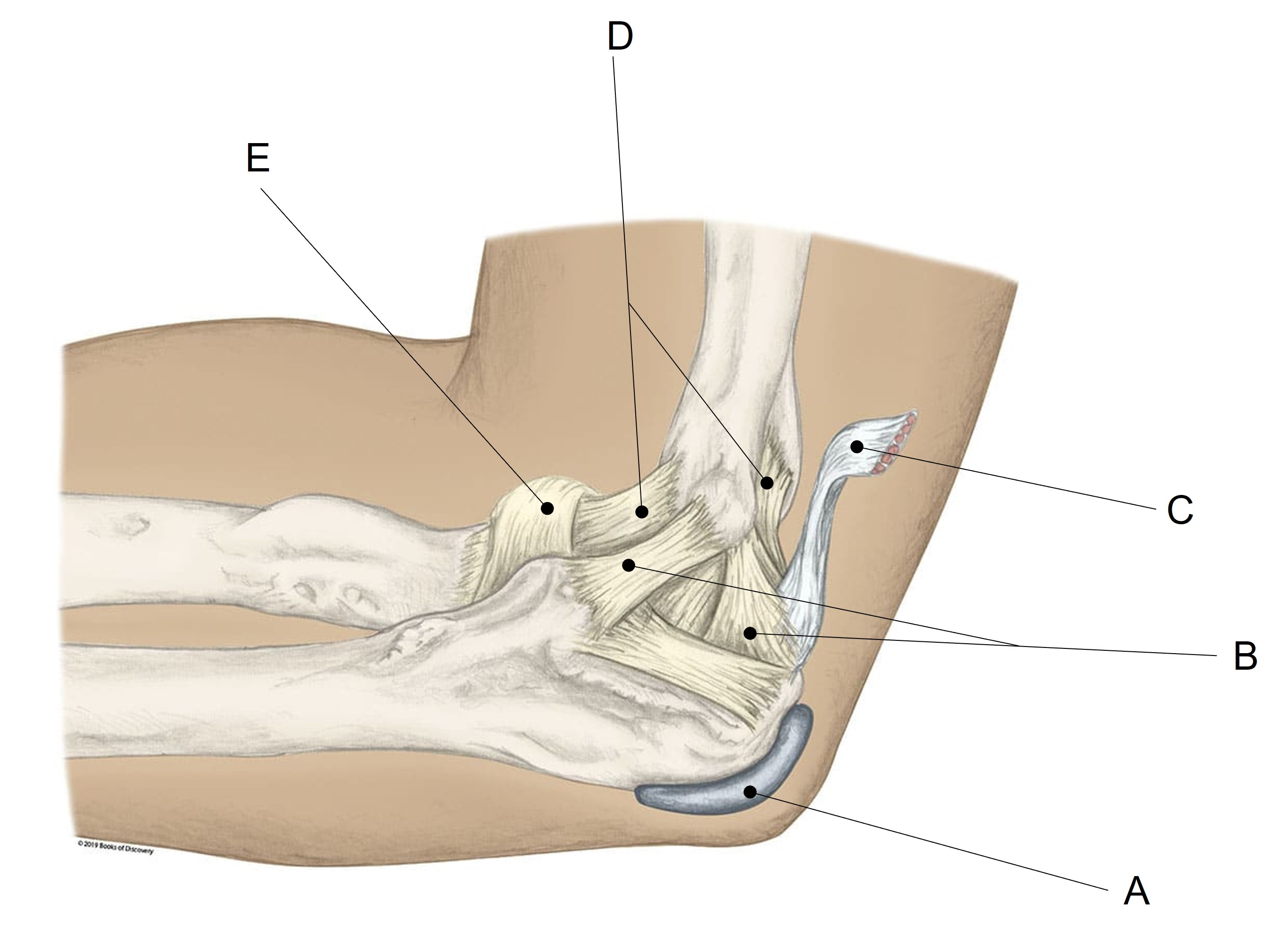 <p>Match the appropriate term with the landmark or structure identified in the picture below. Answers are used once and there are incorrect choices.</p><p></p>