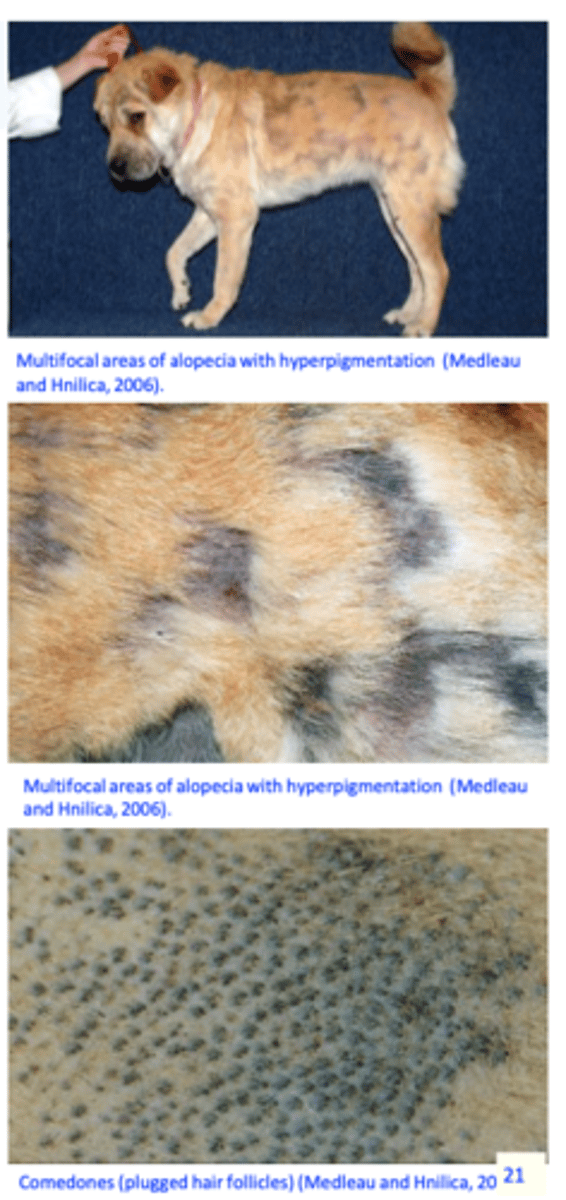 <p>Alopecia: patchy, regional, multifocal, or diffuse;</p><p>Erythema, silvery grayish scaling, comedones, hyperpigmation;</p>