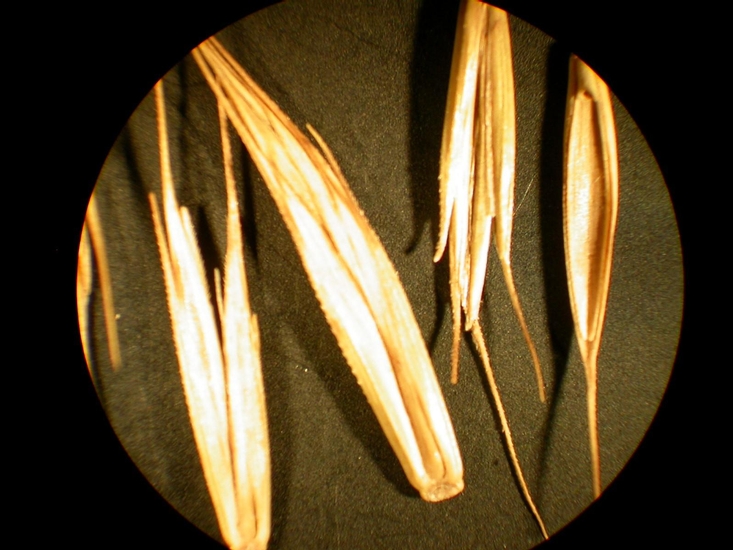 Elymus repens

