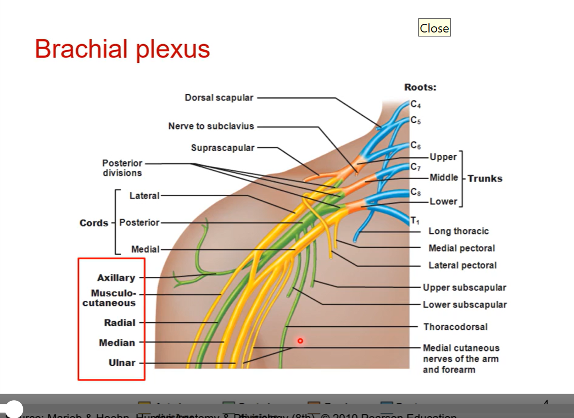 <p>Finding brachial plexus </p>