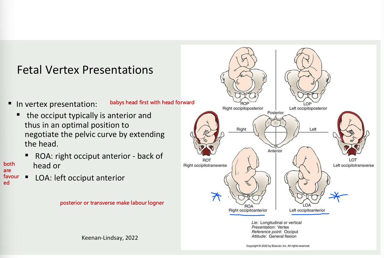 <ul><li><p>vertex presentation</p><ul><li><p>occiput typically is anterior and thus is the optimal position to negotiate the pelvic cure by extending the head</p><ul><li><p>ROA- right occiput anterior - back of the head </p></li><li><p>LOA - left occiput anterior</p></li></ul></li></ul></li></ul><p></p>