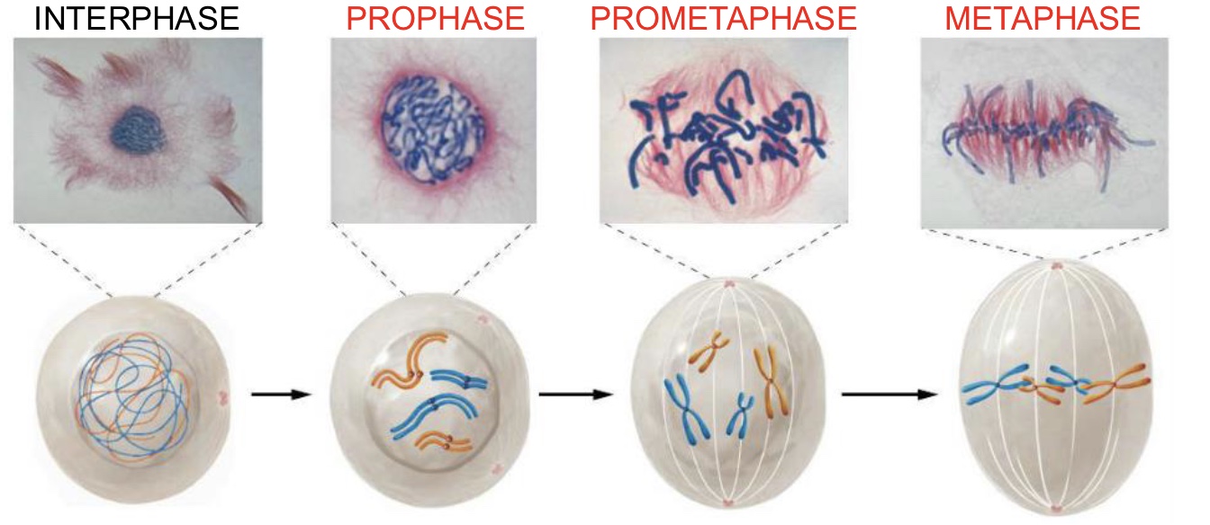 <p>Centromeres split and sister chromatids are pulled to opposite poles</p>