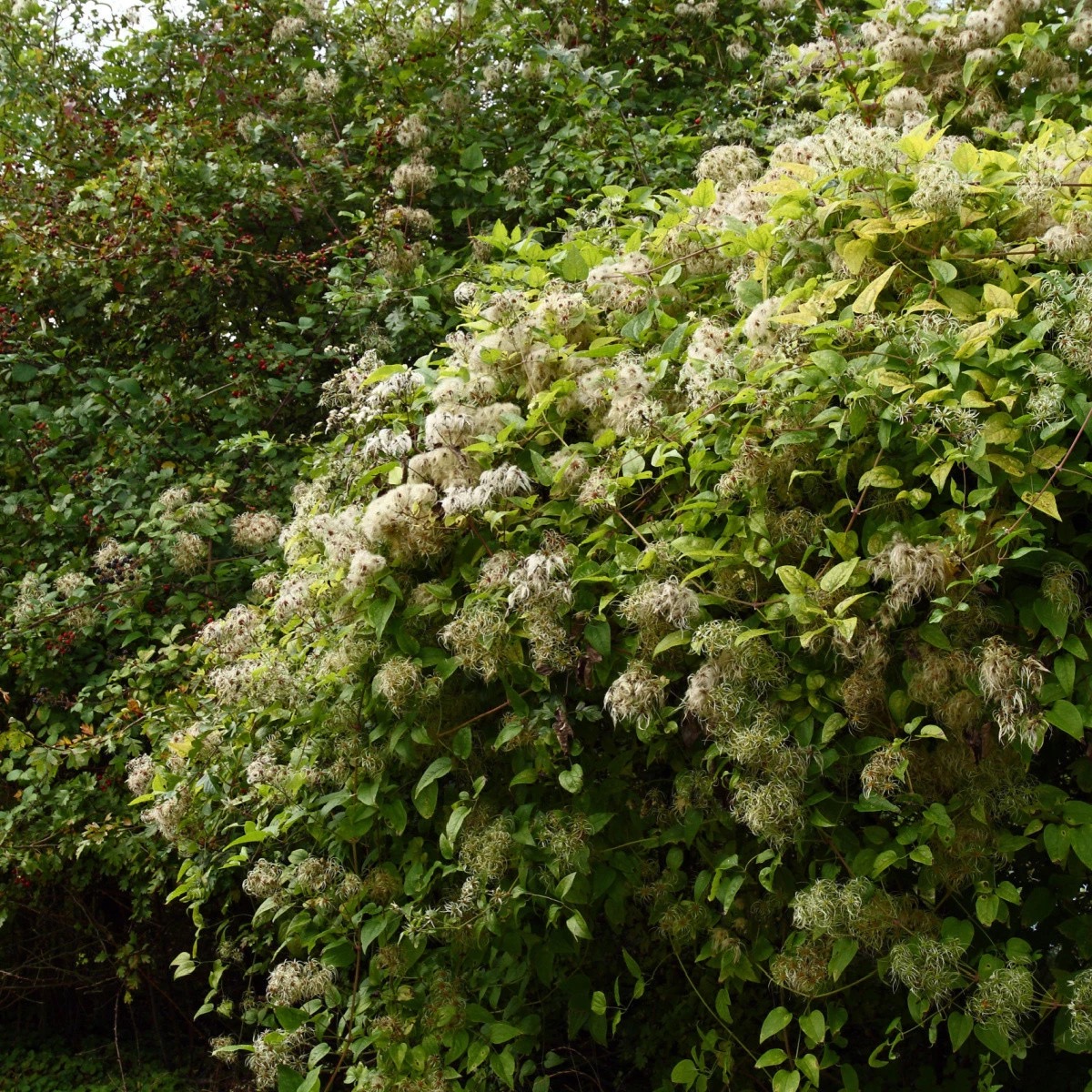 <p>Clematis vitalba - Ranunculaceae</p>