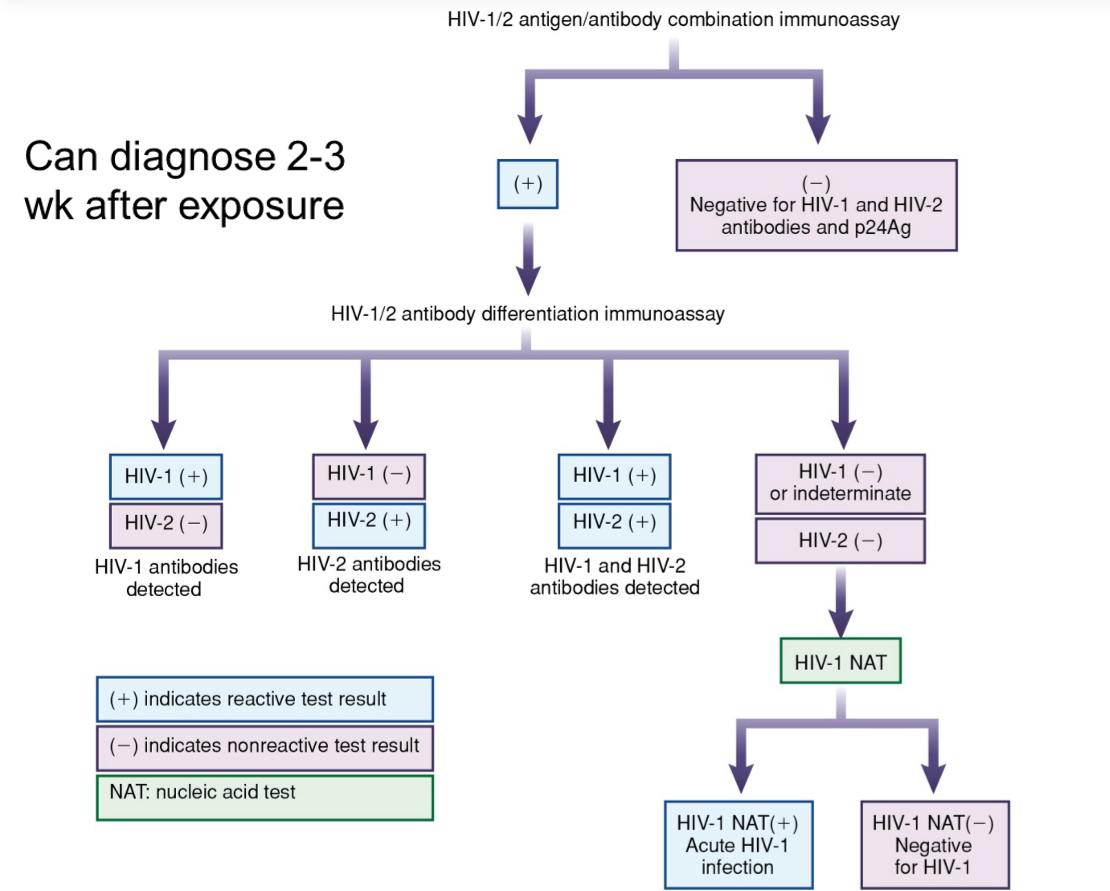 <p>slide 42 ch 24</p>