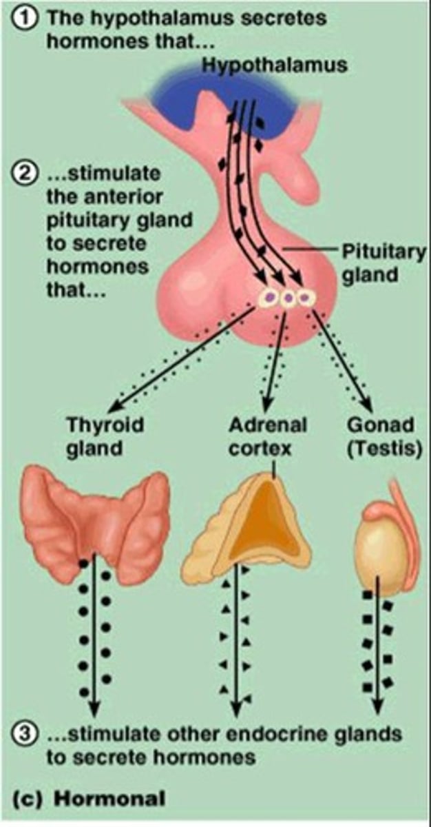 <p>Often called the 'master gland' because it controls all other glands.</p>