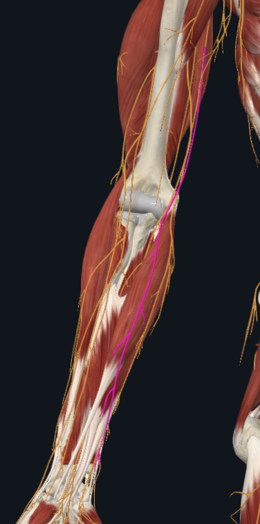 <p>What nerve is this</p>
