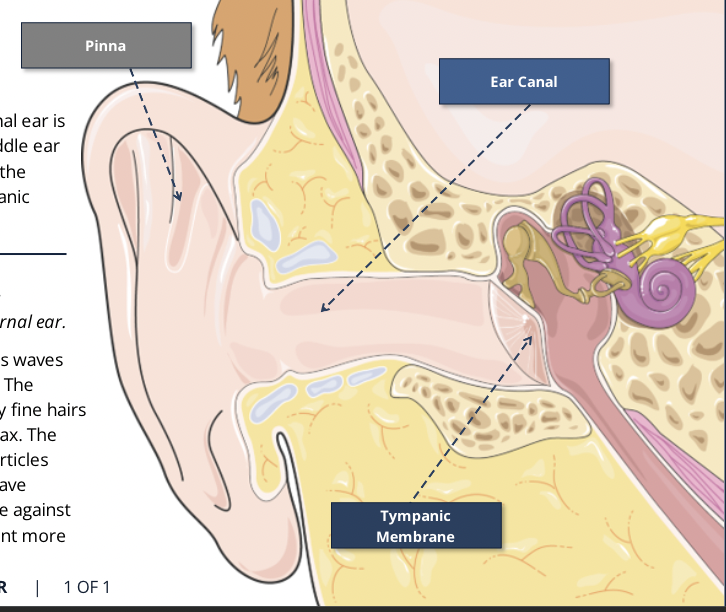 <ul><li><p><span style="font-family: Calibri">Stretches across the entrance to the middle ear.</span></p></li><li><p><span style="font-family: Calibri">Vibrates when hit by incoming sound waves</span></p></li><li><p><span style="font-family: Calibri">For the membrane to vibrate efficiently, the air pressure on either side needs to be similar as the middle ear cavity is connected to the pharynx via the eustachian tube, the pressure in the middle ear equalizes with the atmospheric pressure</span></p></li></ul>