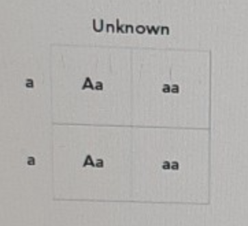 <p>An organism with an unknown genotype is crossed with another organism that shows the recessive trait (aa). The Punnet square below shows the results. Which of the following is the unknown genotype?</p>