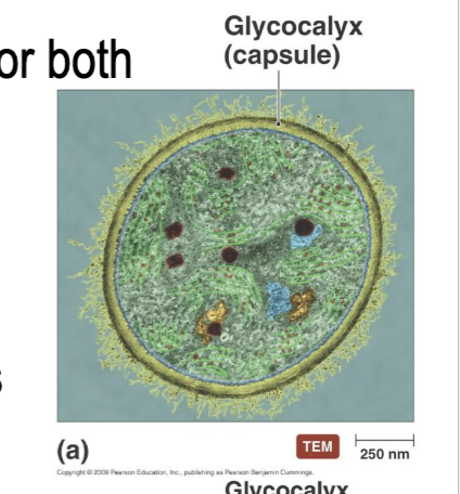 <ul><li><p>Type of Glycocalyx</p></li><li><p>Organized repeating subunits and holds tightly to cell surface</p></li><li><p>Sugar Coat properties</p></li><li><p>Disguises against the immune system, preventing the bacterium from being eaten</p></li></ul><p></p>