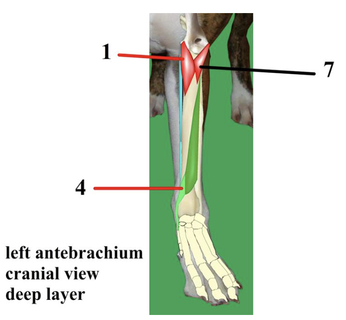 <p><span style="font-size: medium;"><span>Muscles of the </span><u><span>cranial </span></u><span>antebrachium → </span><strong><span>#4</span></strong></span></p>