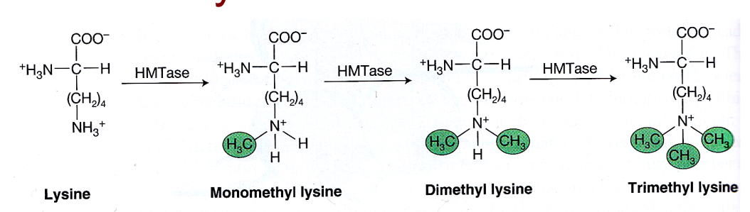 <ul><li><p>both lysines and arginines can be methylated </p></li></ul><p></p><p>Histone methyltransferase (HMTase) enzyme catalyses the methylation reaction</p><p></p><ul><li><p>1, 2 or 3 methyl groups can be added consecutively to the side chain of lysine. But the positive charge on the side chain of lysine is retained. </p></li><li><p>so does not affect charge (does not neutralize charge) - so does not directly affect condensation </p></li><li><p>instead, it creates binding sites for either activator or repressor proteins (depending on the residues modified) </p></li><li><p>can activate or repress gene expression</p></li></ul><p></p>