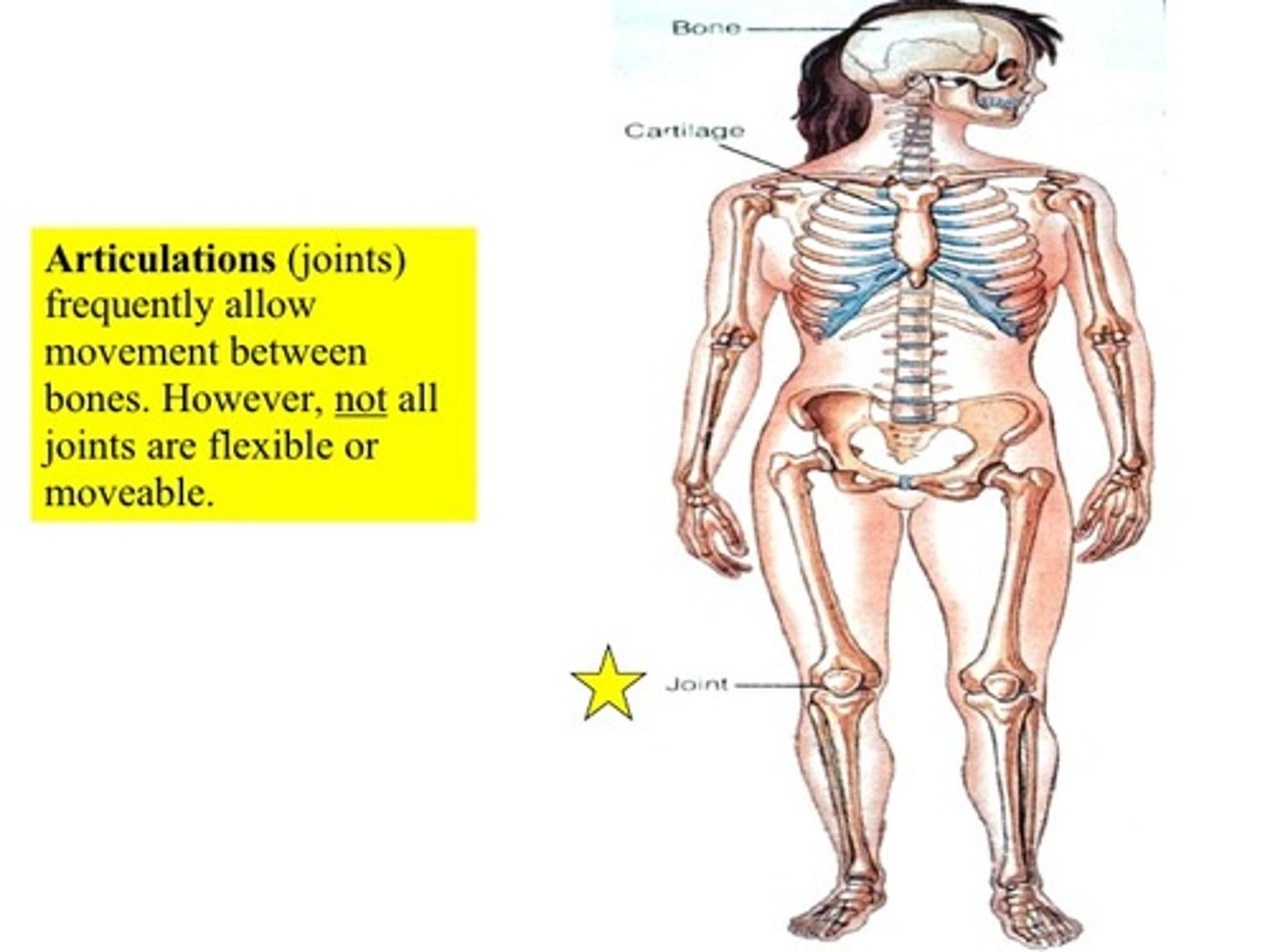 <p>The place where two bones come together</p>