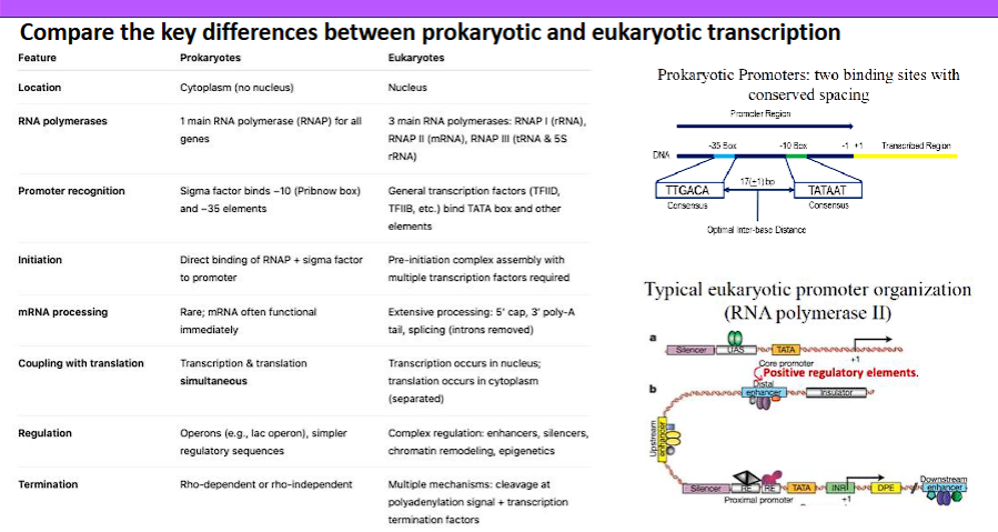 <p>Here is a detailed comparison of the key differences between prokaryotic and eukaryotic transcription, structured for clarity.</p><p>Overview</p><p class="ds-markdown-paragraph">The fundamental process of transcription (DNA → RNA) is conserved, but the <strong>complexity of eukaryotic cells</strong>, with their nucleus and elaborate regulation, leads to profound differences in gene organization, machinery, and processing. Prokaryotic transcription is simpler and more efficient, while eukaryotic transcription is more complex and highly regulated.</p><div data-type="horizontalRule"><hr></div><p>Comparison Table</p><table style="min-width: 75px;"><colgroup><col style="min-width: 25px;"><col style="min-width: 25px;"><col style="min-width: 25px;"></colgroup><tbody><tr><th colspan="1" rowspan="1" style="border-bottom: 1.06667px solid rgba(0, 0, 0, 0.12); font: 500 15px / 25px quote-cjk-patch, Inter, system-ui, -apple-system, BlinkMacSystemFont, "Segoe UI", Roboto, Oxygen, Ubuntu, Cantarell, "Open Sans", "Helvetica Neue", sans-serif; border-top: none; padding: 10px 16px 10px 0px; text-align: left;"><p><strong>Feature</strong></p></th><th colspan="1" rowspan="1" style="border-bottom: 1.06667px solid rgba(0, 0, 0, 0.12); font: 500 15px / 25px quote-cjk-patch, Inter, system-ui, -apple-system, BlinkMacSystemFont, "Segoe UI", Roboto, Oxygen, Ubuntu, Cantarell, "Open Sans", "Helvetica Neue", sans-serif; border-top: none; padding: 10px 16px; text-align: left;"><p><strong>Prokaryotes</strong></p></th><th colspan="1" rowspan="1" style="border-bottom: 1.06667px solid rgba(0, 0, 0, 0.12); font: 500 15px / 25px quote-cjk-patch, Inter, system-ui, -apple-system, BlinkMacSystemFont, "Segoe UI", Roboto, Oxygen, Ubuntu, Cantarell, "Open Sans", "Helvetica Neue", sans-serif; border-top: none; padding: 10px 16px; text-align: left;"><p><strong>Eukaryotes</strong></p></th></tr><tr><td colspan="1" rowspan="1" style="border-bottom: 1.06667px solid rgba(0, 0, 0, 0.1); font: 400 15px / 25px quote-cjk-patch, Inter, system-ui, -apple-system, BlinkMacSystemFont, "Segoe UI", Roboto, Oxygen, Ubuntu, Cantarell, "Open Sans", "Helvetica Neue", sans-serif; min-width: 100px; max-width: max(30vw, 320px); padding: 10px 16px 10px 0px;"><p><strong>1. Gene Organization & Structure</strong></p></td><td colspan="1" rowspan="1" style="border-bottom: 1.06667px solid rgba(0, 0, 0, 0.1); font: 400 15px / 25px quote-cjk-patch, Inter, system-ui, -apple-system, BlinkMacSystemFont, "Segoe UI", Roboto, Oxygen, Ubuntu, Cantarell, "Open Sans", "Helvetica Neue", sans-serif; min-width: 100px; max-width: max(30vw, 320px); padding: 10px 16px;"><p><strong>Operons:</strong> Multiple related genes (e.g., for a metabolic pathway) are transcribed together as a single polycistronic mRNA.</p></td><td colspan="1" rowspan="1" style="border-bottom: 1.06667px solid rgba(0, 0, 0, 0.1); font: 400 15px / 25px quote-cjk-patch, Inter, system-ui, -apple-system, BlinkMacSystemFont, "Segoe UI", Roboto, Oxygen, Ubuntu, Cantarell, "Open Sans", "Helvetica Neue", sans-serif; min-width: 100px; max-width: max(30vw, 320px); padding: 10px 0px 10px 16px;"><p><strong>Monocistronic Genes:</strong> Each gene is transcribed individually from its own promoter. One mRNA = one protein.</p></td></tr><tr><td colspan="1" rowspan="1" style="border-bottom: 1.06667px solid rgba(0, 0, 0, 0.1); font: 400 15px / 25px quote-cjk-patch, Inter, system-ui, -apple-system, BlinkMacSystemFont, "Segoe UI", Roboto, Oxygen, Ubuntu, Cantarell, "Open Sans", "Helvetica Neue", sans-serif; min-width: 100px; max-width: max(30vw, 320px); padding: 10px 16px 10px 0px;"><p><strong>2. Introns & Exons</strong></p></td><td colspan="1" rowspan="1" style="border-bottom: 1.06667px solid rgba(0, 0, 0, 0.1); font: 400 15px / 25px quote-cjk-patch, Inter, system-ui, -apple-system, BlinkMacSystemFont, "Segoe UI", Roboto, Oxygen, Ubuntu, Cantarell, "Open Sans", "Helvetica Neue", sans-serif; min-width: 100px; max-width: max(30vw, 320px); padding: 10px 16px;"><p><strong>Virtually absent.</strong> Genes are continuous coding sequences. The primary transcript is the mature mRNA.</p></td><td colspan="1" rowspan="1" style="border-bottom: 1.06667px solid rgba(0, 0, 0, 0.1); font: 400 15px / 25px quote-cjk-patch, Inter, system-ui, -apple-system, BlinkMacSystemFont, "Segoe UI", Roboto, Oxygen, Ubuntu, Cantarell, "Open Sans", "Helvetica Neue", sans-serif; min-width: 100px; max-width: max(30vw, 320px); padding: 10px 0px 10px 16px;"><p><strong>Very common.</strong> Genes contain non-coding introns and coding exons. The primary transcript (pre-mRNA) requires splicing.</p></td></tr><tr><td colspan="1" rowspan="1" style="border-bottom: 1.06667px solid rgba(0, 0, 0, 0.1); font: 400 15px / 25px quote-cjk-patch, Inter, system-ui, -apple-system, BlinkMacSystemFont, "Segoe UI", Roboto, Oxygen, Ubuntu, Cantarell, "Open Sans", "Helvetica Neue", sans-serif; min-width: 100px; max-width: max(30vw, 320px); padding: 10px 16px 10px 0px;"><p><strong>3. Location of Events</strong></p></td><td colspan="1" rowspan="1" style="border-bottom: 1.06667px solid rgba(0, 0, 0, 0.1); font: 400 15px / 25px quote-cjk-patch, Inter, system-ui, -apple-system, BlinkMacSystemFont, "Segoe UI", Roboto, Oxygen, Ubuntu, Cantarell, "Open Sans", "Helvetica Neue", sans-serif; min-width: 100px; max-width: max(30vw, 320px); padding: 10px 16px;"><p><strong>Cytoplasm.</strong> Transcription and translation are coupled; translation begins on the mRNA while it is still being synthesized.</p></td><td colspan="1" rowspan="1" style="border-bottom: 1.06667px solid rgba(0, 0, 0, 0.1); font: 400 15px / 25px quote-cjk-patch, Inter, system-ui, -apple-system, BlinkMacSystemFont, "Segoe UI", Roboto, Oxygen, Ubuntu, Cantarell, "Open Sans", "Helvetica Neue", sans-serif; min-width: 100px; max-width: max(30vw, 320px); padding: 10px 0px 10px 16px;"><p><strong>Compartmentalized.</strong> <strong>Transcription</strong> occurs in the <strong>nucleus</strong>. <strong>Translation</strong> occurs in the <strong>cytoplasm</strong>. They are spatially and temporally separated.</p></td></tr><tr><td colspan="1" rowspan="1" style="border-bottom: 1.06667px solid rgba(0, 0, 0, 0.1); font: 400 15px / 25px quote-cjk-patch, Inter, system-ui, -apple-system, BlinkMacSystemFont, "Segoe UI", Roboto, Oxygen, Ubuntu, Cantarell, "Open Sans", "Helvetica Neue", sans-serif; min-width: 100px; max-width: max(30vw, 320px); padding: 10px 16px 10px 0px;"><p><strong>4. RNA Polymerase</strong></p></td><td colspan="1" rowspan="1" style="border-bottom: 1.06667px solid rgba(0, 0, 0, 0.1); font: 400 15px / 25px quote-cjk-patch, Inter, system-ui, -apple-system, BlinkMacSystemFont, "Segoe UI", Roboto, Oxygen, Ubuntu, Cantarell, "Open Sans", "Helvetica Neue", sans-serif; min-width: 100px; max-width: max(30vw, 320px); padding: 10px 16px;"><p><strong>A single type</strong> of RNA polymerase (with multiple sigma (σ) factors to recognize different promoters).</p></td><td colspan="1" rowspan="1" style="border-bottom: 1.06667px solid rgba(0, 0, 0, 0.1); font: 400 15px / 25px quote-cjk-patch, Inter, system-ui, -apple-system, BlinkMacSystemFont, "Segoe UI", Roboto, Oxygen, Ubuntu, Cantarell, "Open Sans", "Helvetica Neue", sans-serif; min-width: 100px; max-width: max(30vw, 320px); padding: 10px 0px 10px 16px;"><p><strong>Three main types:</strong><br>• <strong>RNA Pol I:</strong> Transcribes most rRNA genes.<br>• <strong>RNA Pol II:</strong> Transcribes all protein-coding genes (mRNA) and most snRNAs.<br>• <strong>RNA Pol III:</strong> Transcribes tRNA, 5S rRNA, and other small RNAs.</p></td></tr><tr><td colspan="1" rowspan="1" style="border-bottom: 1.06667px solid rgba(0, 0, 0, 0.1); font: 400 15px / 25px quote-cjk-patch, Inter, system-ui, -apple-system, BlinkMacSystemFont, "Segoe UI", Roboto, Oxygen, Ubuntu, Cantarell, "Open Sans", "Helvetica Neue", sans-serif; min-width: 100px; max-width: max(30vw, 320px); padding: 10px 16px 10px 0px;"><p><strong>5. Promoters</strong></p></td><td colspan="1" rowspan="1" style="border-bottom: 1.06667px solid rgba(0, 0, 0, 0.1); font: 400 15px / 25px quote-cjk-patch, Inter, system-ui, -apple-system, BlinkMacSystemFont, "Segoe UI", Roboto, Oxygen, Ubuntu, Cantarell, "Open Sans", "Helvetica Neue", sans-serif; min-width: 100px; max-width: max(30vw, 320px); padding: 10px 16px;"><p><strong>Simple and conserved.</strong> Two key sequences: the <strong>-10 box</strong> (Pribnow box: TATAAT) and the <strong>-35 box</strong> (TTGACA). Recognized directly by the σ factor.</p></td><td colspan="1" rowspan="1" style="border-bottom: 1.06667px solid rgba(0, 0, 0, 0.1); font: 400 15px / 25px quote-cjk-patch, Inter, system-ui, -apple-system, BlinkMacSystemFont, "Segoe UI", Roboto, Oxygen, Ubuntu, Cantarell, "Open Sans", "Helvetica Neue", sans-serif; min-width: 100px; max-width: max(30vw, 320px); padding: 10px 0px 10px 16px;"><p><strong>Complex and diverse.</strong><br>• <strong>Core Promoter:</strong> Includes elements like the <strong>TATA box</strong> (recognized by TBP), Initiator (Inr), and others.<br>• <strong>Regulatory Promoters:</strong> Contain multiple binding sites for transcription factors (e.g., enhancers, silencers) that can be located far from the gene.</p></td></tr><tr><td colspan="1" rowspan="1" style="border-bottom: 1.06667px solid rgba(0, 0, 0, 0.1); font: 400 15px / 25px quote-cjk-patch, Inter, system-ui, -apple-system, BlinkMacSystemFont, "Segoe UI", Roboto, Oxygen, Ubuntu, Cantarell, "Open Sans", "Helvetica Neue", sans-serif; min-width: 100px; max-width: max(30vw, 320px); padding: 10px 16px 10px 0px;"><p><strong>6. Initiation Complex</strong></p></td><td colspan="1" rowspan="1" style="border-bottom: 1.06667px solid rgba(0, 0, 0, 0.1); font: 400 15px / 25px quote-cjk-patch, Inter, system-ui, -apple-system, BlinkMacSystemFont, "Segoe UI", Roboto, Oxygen, Ubuntu, Cantarell, "Open Sans", "Helvetica Neue", sans-serif; min-width: 100px; max-width: max(30vw, 320px); padding: 10px 16px;"><p><strong>Simple.</strong> RNA polymerase core enzyme + σ factor = Holoenzyme. It binds directly to the promoter.</p></td><td colspan="1" rowspan="1" style="border-bottom: 1.06667px solid rgba(0, 0, 0, 0.1); font: 400 15px / 25px quote-cjk-patch, Inter, system-ui, -apple-system, BlinkMacSystemFont, "Segoe UI", Roboto, Oxygen, Ubuntu, Cantarell, "Open Sans", "Helvetica Neue", sans-serif; min-width: 100px; max-width: max(30vw, 320px); padding: 10px 0px 10px 16px;"><p><strong>Highly Complex.</strong> Requires the assembly of many <strong>Transcription Factors (TFs)</strong> before RNA Polymerase II can bind:<br>1. TFIID binds TATA box.<br>2. Other TFs (TFIIA, B, E, F, H) assemble.<br>3. RNA Pol II is recruited to form the <strong>Pre-Initiation Complex (PIC)</strong>.</p></td></tr><tr><td colspan="1" rowspan="1" style="border-bottom: 1.06667px solid rgba(0, 0, 0, 0.1); font: 400 15px / 25px quote-cjk-patch, Inter, system-ui, -apple-system, BlinkMacSystemFont, "Segoe UI", Roboto, Oxygen, Ubuntu, Cantarell, "Open Sans", "Helvetica Neue", sans-serif; min-width: 100px; max-width: max(30vw, 320px); padding: 10px 16px 10px 0px;"><p><strong>7. RNA Processing</strong></p></td><td colspan="1" rowspan="1" style="border-bottom: 1.06667px solid rgba(0, 0, 0, 0.1); font: 400 15px / 25px quote-cjk-patch, Inter, system-ui, -apple-system, BlinkMacSystemFont, "Segoe UI", Roboto, Oxygen, Ubuntu, Cantarell, "Open Sans", "Helvetica Neue", sans-serif; min-width: 100px; max-width: max(30vw, 320px); padding: 10px 16px;"><p><strong>Minimal to none.</strong> The mRNA is typically used immediately for translation without modification.</p></td><td colspan="1" rowspan="1" style="border-bottom: 1.06667px solid rgba(0, 0, 0, 0.1); font: 400 15px / 25px quote-cjk-patch, Inter, system-ui, -apple-system, BlinkMacSystemFont, "Segoe UI", Roboto, Oxygen, Ubuntu, Cantarell, "Open Sans", "Helvetica Neue", sans-serif; min-width: 100px; max-width: max(30vw, 320px); padding: 10px 0px 10px 16px;"><p><strong>Extensive and essential.</strong> The pre-mRNA undergoes three major processing steps in the nucleus:<br>• <strong>5' Capping</strong> (7-methylguanosine)<br>• <strong>3' Polyadenylation</strong> (Poly-A tail)<br>• <strong>RNA Splicing</strong> (removal of introns by the spliceosome)</p></td></tr><tr><td colspan="1" rowspan="1" style="border-bottom: 1.06667px solid rgba(0, 0, 0, 0.1); font: 400 15px / 25px quote-cjk-patch, Inter, system-ui, -apple-system, BlinkMacSystemFont, "Segoe UI", Roboto, Oxygen, Ubuntu, Cantarell, "Open Sans", "Helvetica Neue", sans-serif; min-width: 100px; max-width: max(30vw, 320px); padding: 10px 16px 10px 0px;"><p><strong>8. Coupling of Translation</strong></p></td><td colspan="1" rowspan="1" style="border-bottom: 1.06667px solid rgba(0, 0, 0, 0.1); font: 400 15px / 25px quote-cjk-patch, Inter, system-ui, -apple-system, BlinkMacSystemFont, "Segoe UI", Roboto, Oxygen, Ubuntu, Cantarell, "Open Sans", "Helvetica Neue", sans-serif; min-width: 100px; max-width: max(30vw, 320px); padding: 10px 16px;"><p><strong>Yes, tightly coupled.</strong> Translation begins while the mRNA is still being transcribed. There is no nuclear envelope to separate the processes.</p></td><td colspan="1" rowspan="1" style="border-bottom: 1.06667px solid rgba(0, 0, 0, 0.1); font: 400 15px / 25px quote-cjk-patch, Inter, system-ui, -apple-system, BlinkMacSystemFont, "Segoe UI", Roboto, Oxygen, Ubuntu, Cantarell, "Open Sans", "Helvetica Neue", sans-serif; min-width: 100px; max-width: max(30vw, 320px); padding: 10px 0px 10px 16px;"><p><strong>No coupling.</strong> Transcription is complete, and the mRNA is fully processed and exported from the nucleus <em>before</em> translation can begin in the cytoplasm.</p></td></tr></tbody></table><div data-type="horizontalRule"><hr></div><p>Key Differences Explained1. Gene Organization: Operons vs. Monocistronic Genes</p><ul><li><p class="ds-markdown-paragraph"><strong>Prokaryotes (Operons):</strong> This is an efficient strategy for a simple cell. By grouping genes for a single pathway (like the <em>lac</em> operon for lactose metabolism), the cell can coordinately regulate their expression with one promoter, turning the entire pathway on or off as a single unit.</p></li><li><p class="ds-markdown-paragraph"><strong>Eukaryotes (Monocistronic):</strong> This allows for more sophisticated, individual regulation of each gene, which is necessary for the complex development and cell differentiation seen in multicellular organisms.</p></li></ul><p>2. Compartmentalization: Location and Coupling</p><ul><li><p class="ds-markdown-paragraph"><strong>Prokaryotes:</strong> The lack of a nucleus means the entire process is open. The <strong>coupling of transcription and translation</strong> provides extreme speed and efficiency. As soon as the 5' end of an mRNA emerges from RNA polymerase, a ribosome can bind and start translating it.</p></li><li><p class="ds-markdown-paragraph"><strong>Eukaryotes:</strong> The nuclear envelope physically separates transcription from translation. This allows for a critical <strong>quality control step</strong>: the mRNA must be fully processed (capped, spliced, polyadenylated) before it is exported to the cytoplasm. This prevents the translation of defective or immature mRNA molecules.</p></li></ul><p>3. Promoter and Initiation Complexity</p><ul><li><p class="ds-markdown-paragraph"><strong>Prokaryotes:</strong> Initiation is straightforward. The sigma factor is the key that unlocks promoter recognition. Different sigma factors allow the cell to respond to global changes (e.g., heat shock, nitrogen starvation) by activating different sets of genes.</p></li><li><p class="ds-markdown-paragraph"><strong>Eukaryotes:</strong> Initiation is a major point of regulation. The need for a large <strong>Pre-Initiation Complex</strong> and the existence of distant <strong>enhancers</strong> allows a vast number of regulatory inputs (from various transcription factors activated by different signals) to be integrated at a single promoter. This combinatorial control is fundamental to eukaryotic complexity.</p></li></ul><p>4. RNA Processing: The Defining Eukaryotic Feature</p><ul><li><p class="ds-markdown-paragraph"><strong>Prokaryotes:</strong> mRNA is "ready-to-use."</p></li><li><p class="ds-markdown-paragraph"><strong>Eukaryotes:</strong> Processing is not just an add-on; it is essential for creating a functional mRNA and provides additional layers of regulation:</p><ul><li><p class="ds-markdown-paragraph">The <strong>5' cap</strong> and <strong>3' poly-A tail</strong> protect the mRNA from degradation and are recognized by the translation machinery.</p></li><li><p class="ds-markdown-paragraph"><strong>Splicing</strong> allows for <strong>alternative splicing</strong>, where a single gene can be spliced in different ways to produce multiple related but distinct proteins. This dramatically increases the proteomic diversity from a limited number of genes.</p></li></ul></li></ul><p>Summary</p><table style="min-width: 75px;"><colgroup><col style="min-width: 25px;"><col style="min-width: 25px;"><col style="min-width: 25px;"></colgroup><tbody><tr><th colspan="1" rowspan="1" style="border-bottom: 1.06667px solid rgba(0, 0, 0, 0.12); font: 500 15px / 25px quote-cjk-patch, Inter, system-ui, -apple-system, BlinkMacSystemFont, "Segoe UI", Roboto, Oxygen, Ubuntu, Cantarell, "Open Sans", "Helvetica Neue", sans-serif; border-top: none; padding: 10px 16px 10px 0px; text-align: left;"><p><strong>Aspect</strong></p></th><th colspan="1" rowspan="1" style="border-bottom: 1.06667px solid rgba(0, 0, 0, 0.12); font: 500 15px / 25px quote-cjk-patch, Inter, system-ui, -apple-system, BlinkMacSystemFont, "Segoe UI", Roboto, Oxygen, Ubuntu, Cantarell, "Open Sans", "Helvetica Neue", sans-serif; border-top: none; padding: 10px 16px; text-align: left;"><p><strong>Prokaryotic Transcription</strong></p></th><th colspan="1" rowspan="1" style="border-bottom: 1.06667px solid rgba(0, 0, 0, 0.12); font: 500 15px / 25px quote-cjk-patch, Inter, system-ui, -apple-system, BlinkMacSystemFont, "Segoe UI", Roboto, Oxygen, Ubuntu, Cantarell, "Open Sans", "Helvetica Neue", sans-serif; border-top: none; padding: 10px 16px; text-align: left;"><p><strong>Eukaryotic Transcription</strong></p></th></tr><tr><td colspan="1" rowspan="1" style="border-bottom: 1.06667px solid rgba(0, 0, 0, 0.1); font: 400 15px / 25px quote-cjk-patch, Inter, system-ui, -apple-system, BlinkMacSystemFont, "Segoe UI", Roboto, Oxygen, Ubuntu, Cantarell, "Open Sans", "Helvetica Neue", sans-serif; min-width: 100px; max-width: max(30vw, 320px); padding: 10px 16px 10px 0px;"><p><strong>Core Principle</strong></p></td><td colspan="1" rowspan="1" style="border-bottom: 1.06667px solid rgba(0, 0, 0, 0.1); font: 400 15px / 25px quote-cjk-patch, Inter, system-ui, -apple-system, BlinkMacSystemFont, "Segoe UI", Roboto, Oxygen, Ubuntu, Cantarell, "Open Sans", "Helvetica Neue", sans-serif; min-width: 100px; max-width: max(30vw, 320px); padding: 10px 16px;"><p><strong>Speed & Efficiency</strong> for a single-celled organism.</p></td><td colspan="1" rowspan="1" style="border-bottom: 1.06667px solid rgba(0, 0, 0, 0.1); font: 400 15px / 25px quote-cjk-patch, Inter, system-ui, -apple-system, BlinkMacSystemFont, "Segoe UI", Roboto, Oxygen, Ubuntu, Cantarell, "Open Sans", "Helvetica Neue", sans-serif; min-width: 100px; max-width: max(30vw, 320px); padding: 10px 0px 10px 16px;"><p><strong>Complexity & Regulation</strong> for a multicellular organism.</p></td></tr><tr><td colspan="1" rowspan="1" style="border-bottom: 1.06667px solid rgba(0, 0, 0, 0.1); font: 400 15px / 25px quote-cjk-patch, Inter, system-ui, -apple-system, BlinkMacSystemFont, "Segoe UI", Roboto, Oxygen, Ubuntu, Cantarell, "Open Sans", "Helvetica Neue", sans-serif; min-width: 100px; max-width: max(30vw, 320px); padding: 10px 16px 10px 0px;"><p><strong>Defining Feature</strong></p></td><td colspan="1" rowspan="1" style="border-bottom: 1.06667px solid rgba(0, 0, 0, 0.1); font: 400 15px / 25px quote-cjk-patch, Inter, system-ui, -apple-system, BlinkMacSystemFont, "Segoe UI", Roboto, Oxygen, Ubuntu, Cantarell, "Open Sans", "Helvetica Neue", sans-serif; min-width: 100px; max-width: max(30vw, 320px); padding: 10px 16px;"><p>Coupling of transcription and translation.</p></td><td colspan="1" rowspan="1" style="border-bottom: 1.06667px solid rgba(0, 0, 0, 0.1); font: 400 15px / 25px quote-cjk-patch, Inter, system-ui, -apple-system, BlinkMacSystemFont, "Segoe UI", Roboto, Oxygen, Ubuntu, Cantarell, "Open Sans", "Helvetica Neue", sans-serif; min-width: 100px; max-width: max(30vw, 320px); padding: 10px 0px 10px 16px;"><p>Compartmentalization and extensive RNA processing.</p></td></tr><tr><td colspan="1" rowspan="1" style="border-bottom: 1.06667px solid rgba(0, 0, 0, 0.1); font: 400 15px / 25px quote-cjk-patch, Inter, system-ui, -apple-system, BlinkMacSystemFont, "Segoe UI", Roboto, Oxygen, Ubuntu, Cantarell, "Open Sans", "Helvetica Neue", sans-serif; min-width: 100px; max-width: max(30vw, 320px); padding: 10px 16px 10px 0px;"><p><strong>Regulatory Strategy</strong></p></td><td colspan="1" rowspan="1" style="border-bottom: 1.06667px solid rgba(0, 0, 0, 0.1); font: 400 15px / 25px quote-cjk-patch, Inter, system-ui, -apple-system, BlinkMacSystemFont, "Segoe UI", Roboto, Oxygen, Ubuntu, Cantarell, "Open Sans", "Helvetica Neue", sans-serif; min-width: 100px; max-width: max(30vw, 320px); padding: 10px 16px;"><p>Simple on/off switches via operons and sigma factors.</p></td><td colspan="1" rowspan="1" style="border-bottom: 1.06667px solid rgba(0, 0, 0, 0.1); font: 400 15px / 25px quote-cjk-patch, Inter, system-ui, -apple-system, BlinkMacSystemFont, "Segoe UI", Roboto, Oxygen, Ubuntu, Cantarell, "Open Sans", "Helvetica Neue", sans-serif; min-width: 100px; max-width: max(30vw, 320px); padding: 10px 0px 10px 16px;"><p>Layered, combinatorial control via transcription factors and RNA processing</p></td></tr></tbody></table><p></p>