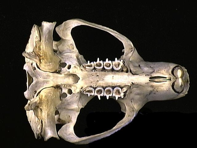 <p>mountain beaver</p><p>protogomorphous</p><p>acorn shaped teeth  </p>