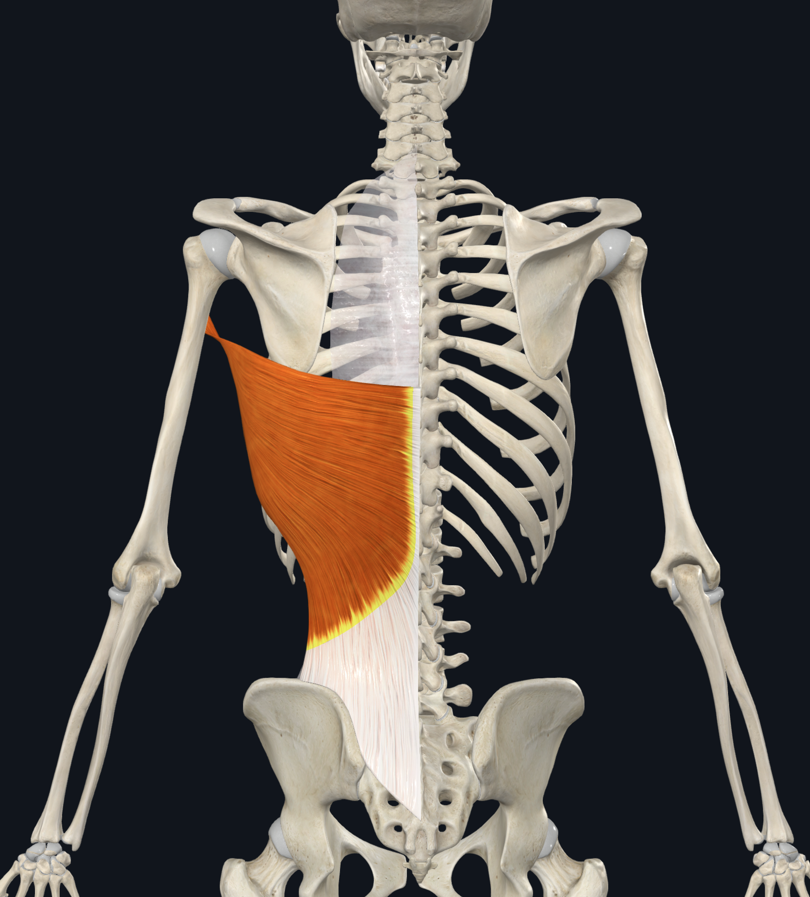 <p>TV7-TV12 spinous process</p><p>thoracolumbar fascia</p><p>iliac crest of the ilium</p><p>ribs 9-12</p>