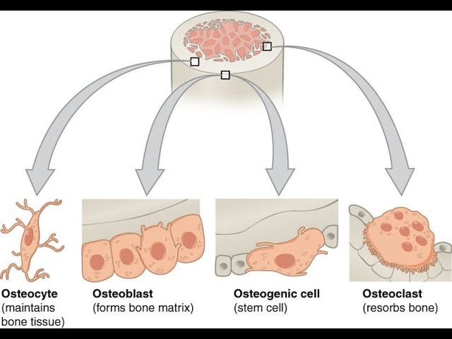 <ul><li><p>Mineralized and forms the skeleton</p></li><li><p>Large amount of two different types of matrix material </p></li><li><p>Organic matrix is similar to the matrix material found in other connective tissues, including some amount of collagen and elastic fibers</p></li><li><p>The inorganic matrix consists of mineral salts-mostly calcium salts-that give the tissue</p></li><li><p>Microscope structure of hard mammalian bones consists of repeating units called osteons or Haversian systems </p></li><li><p>Osteoblasts are immature cells active in making bone for growth and remodeling </p></li><li><p>Osteoblasts deposit bone material into the matrix and, after the matrix surrounds them, they continue to live, but in a reduced metabolic state as osteocytes</p></li><li><p>Osteocytes are mature bone cells found in lacunae of the bone interconnected by the canaliculi (spider-shaped and are responsible for maintaining bone tissue)</p></li><li><p>Osteoclasts are active in breaking down bone for bone remodeling, and they provide access to calcium stored in tissues</p></li><li><p>Multinucleated cells secrete acids and proteolytic enzymes to dissolve collagen and mineral coating</p></li></ul><p></p>
