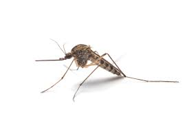 <p>mosquitoes (muggen)</p>