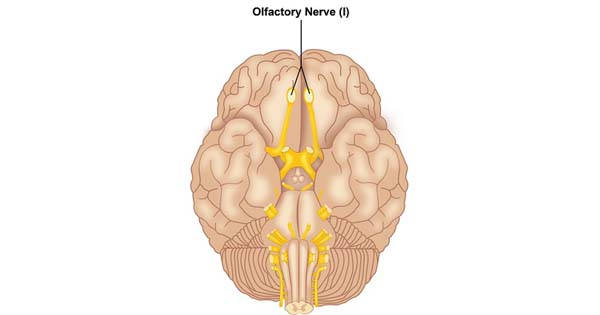 <p>Olfactory (I)</p>