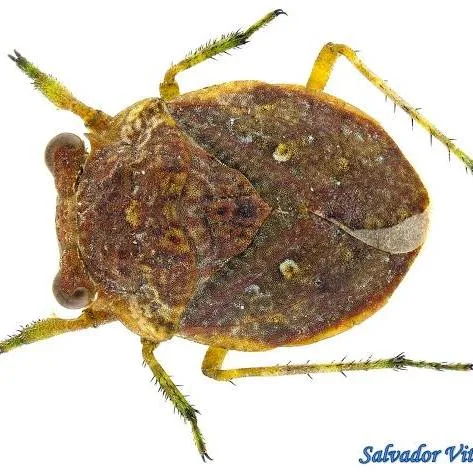 <p>ugly wide fat</p>