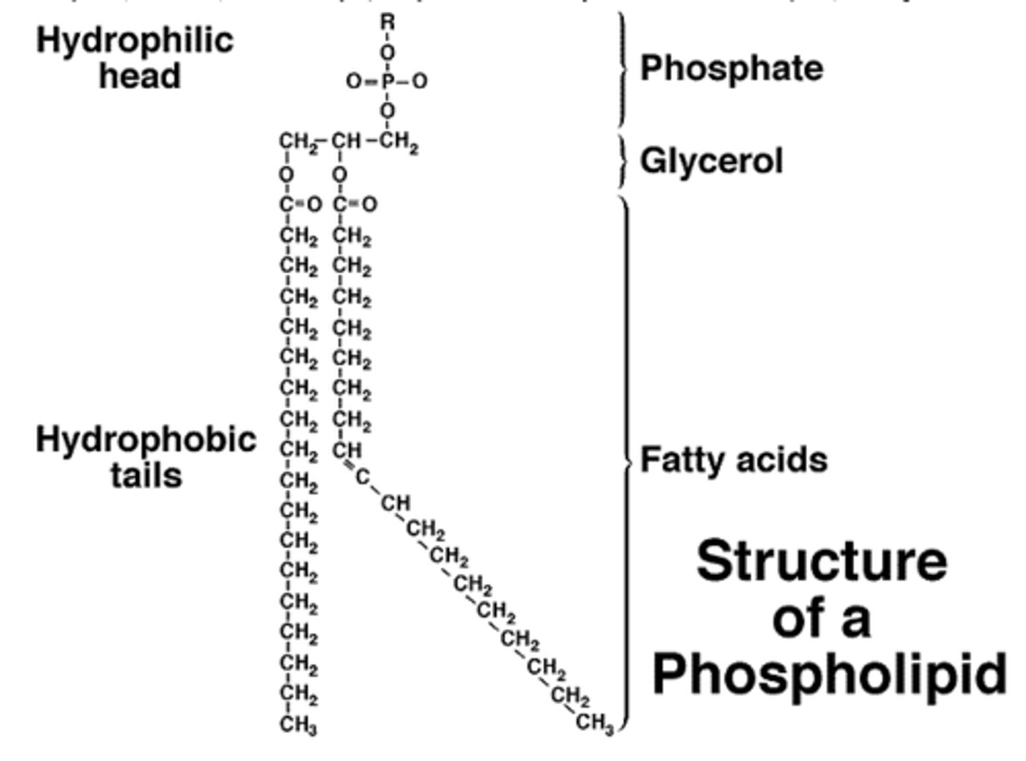 <p>(B) Fatty Acid Tails, Phosphate Head</p><p>The Fatty Acid Tails of a Phospholipid is what gives it is hydrophobic characteristics. The Phosphate Head of a Phospholipid is what gives it is hydrophillic characteristics.</p>