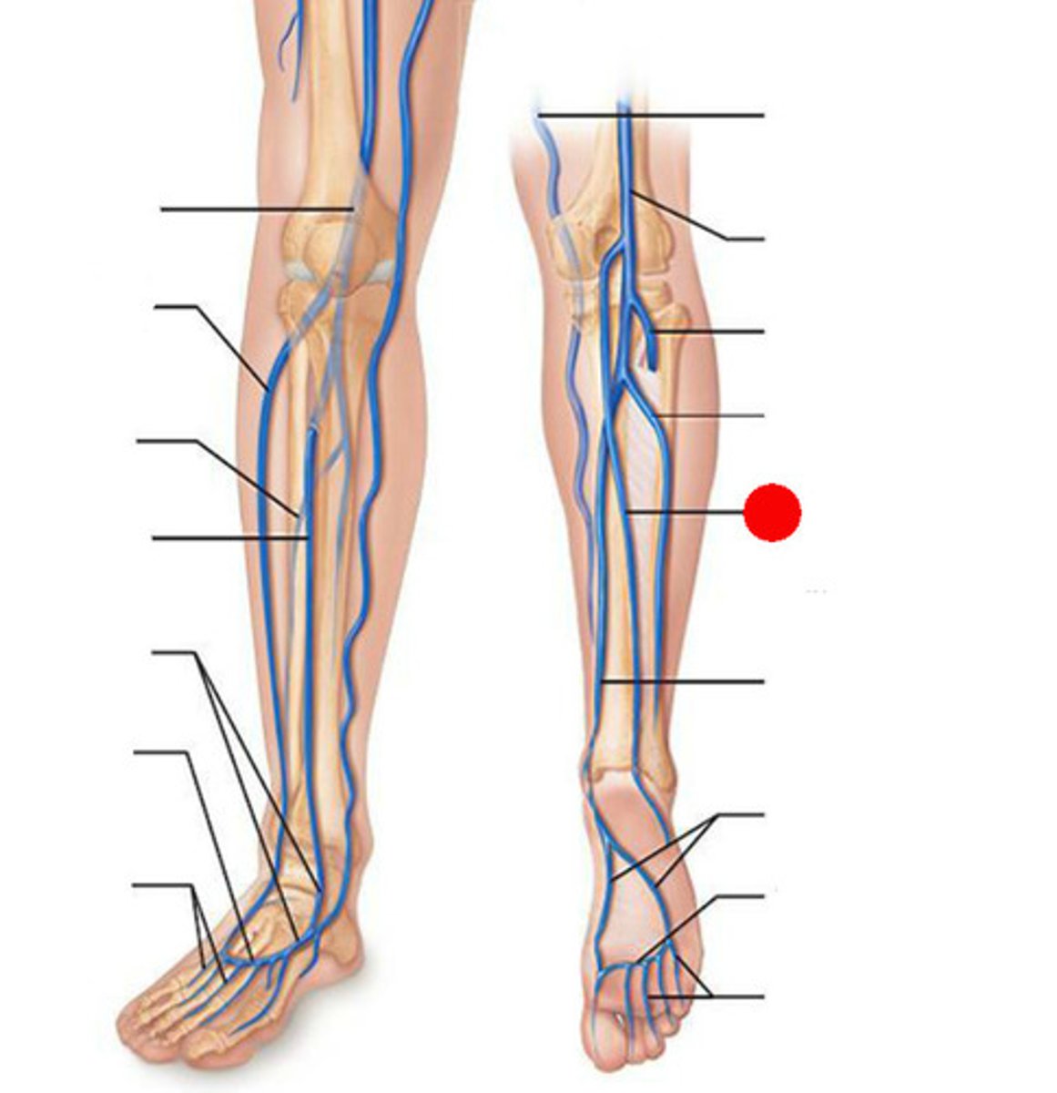 <p>-in subcutaneous tissue</p><p>-ascends posterior to lateral malleolus</p><p>-passes along lateral border of Achilles tendon</p><p>-Inclines to midline of fibula and penetrates deep fascia</p><p>-Ascends b/w Gastroc heads</p>