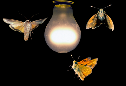 <p>An organism responds to light by moving towards it. example: moths to a light</p>