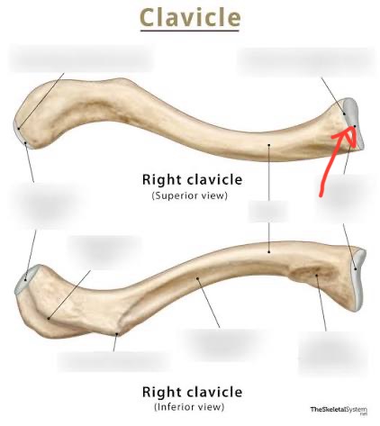 <p>medial end, meets with sternum</p>