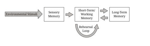 <p><span><span>The figure represents which model of memory?</span></span></p>