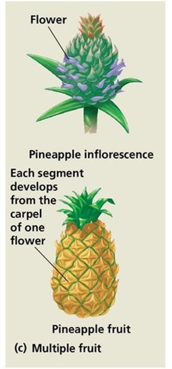 <p>A multiple fruit develops from many carpels of many flowers that form an inflorescence, like pineapples and figs.</p>