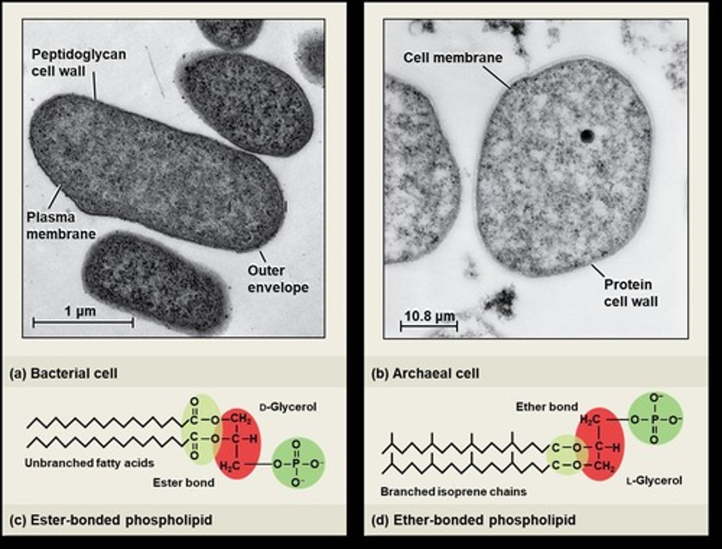<p>Archaeal flagella grow at the base and can rotate both ways, while bacterial flagella grow at the tip and rotate counterclockwise for movement.</p>