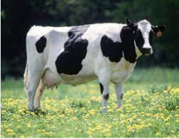 <p>dairy breed, large framed, most common color is black and white</p>