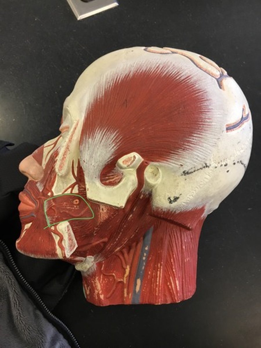 <p>(Deep side) muscle with a big orange dot on it on the model.</p>